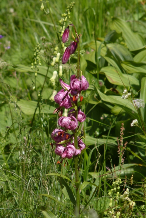 Lilium martagon / giglio martagone